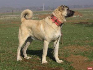 Turkish breeds of sales dogs